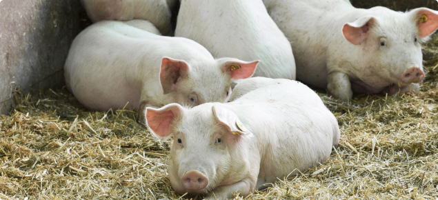 pigs