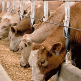 cattle feeds in Nigeria